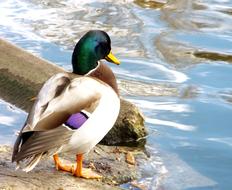 Mallard Duck Water