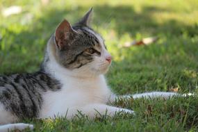 lying cute cat with a smile