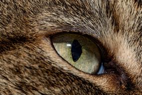 Cat Macro Eye