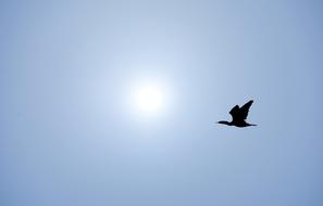 Flight Bird Sky