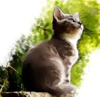 cat cute cat baby cat kitten pet