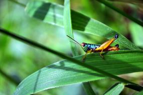 Grasshopper Animal Nat