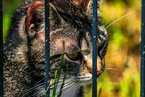 Cat Close Up Grid