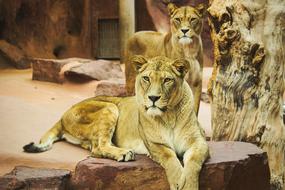 Lion Zoo Cat