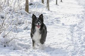 cheerful dog walking in the snow