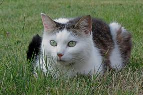 cat with gorgeous green eyes