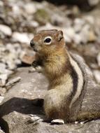 Chipmunk Cute Furry
