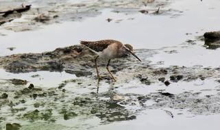 Migratory Bird Wild
