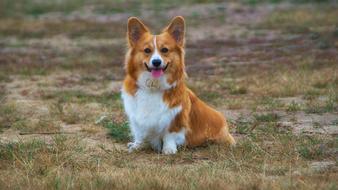Welschcorgi Corgi Pet