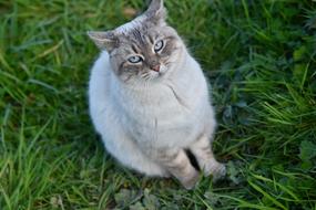 Cat Pussy Sitting Portrait