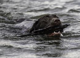 Swimming Dog Fetch