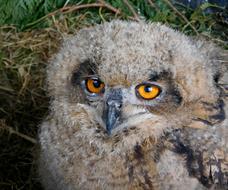 Bird Owl Ninny