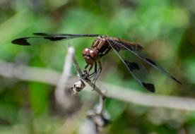 Dragonfly Bug Insect