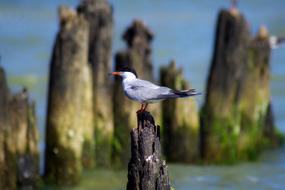Common Tern Bird Naticina