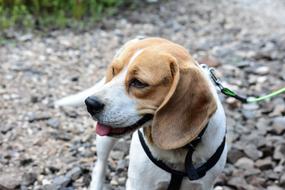 Beagle Dog Hunting
