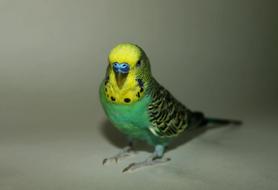 Parakeet Parrot Blue
