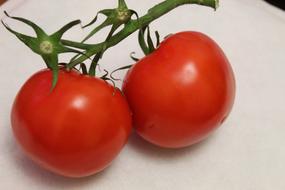 two large tomatoes on branch
