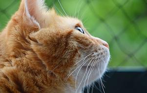 Cat Mackerel Red Domestic