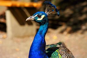 the head of a blue peacock