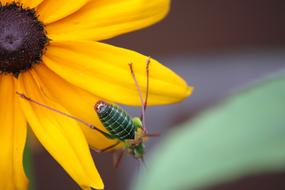 Insect Nature Beetle