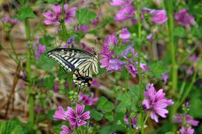colored butterfly on pink flowers