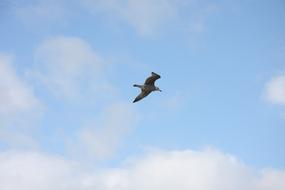 Sky Clouds Seagull North