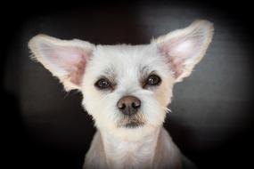 Dog White Hybrid