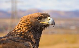 Eagle Bird Nature