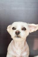 Dog White Small