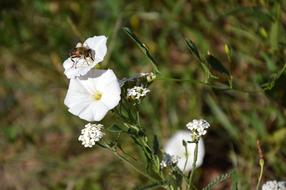 Bindweed Insect Weed