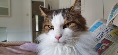 Cat Happy Cute