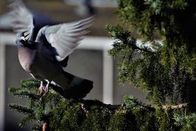 Bird Dove Flight