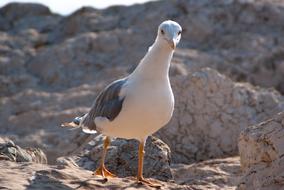 Seagull Close Up Animal