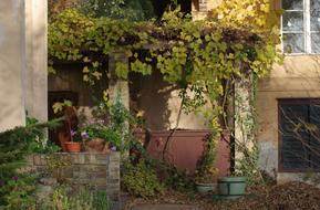 Garden Autumn plants