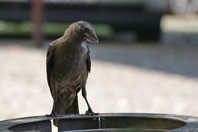 Bird Beak Nature