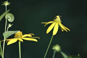 Arnica Flowers Leaves Crab Spider