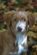 cute dog with an eye
