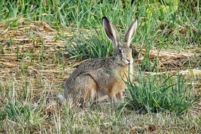 Hare Mammal on field