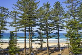Manly Australia Sydney Pine