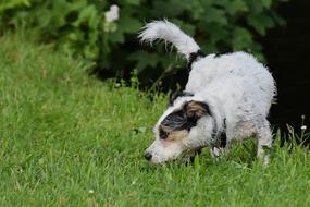 Dog Play on Meadow