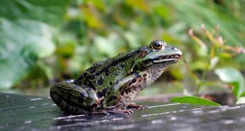 Frog Amphibian Green