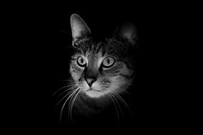 Ajaks Cat Fur