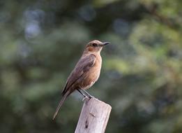 Little Bird Cute