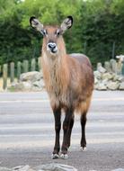 Waterbuck The Antelope Animal