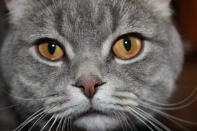 cat face with brown eyes