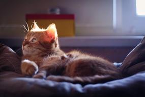 Cat Red Red-Headed