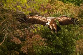 Vulture Flight Foliage