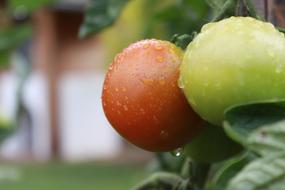 healthy tomatoes in water drops