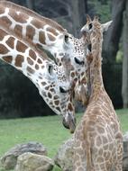 Giraffe Animals Africa