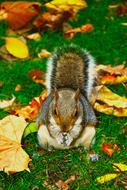 Squirrel Animal Cute